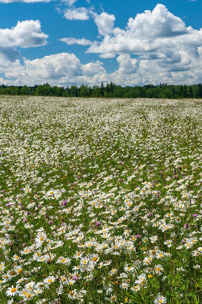 Canada Field of common daisy flowers art print by Jaynes Gallery for $57.95 CAD